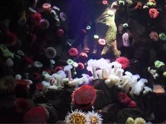 -瑞普利水族馆