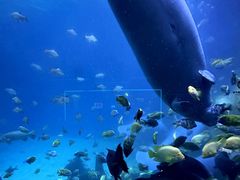 -珠海长隆海洋王国