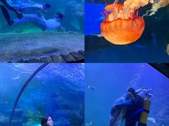 -左海海底世界