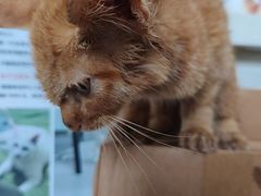 -宠颐生宠物医院·犬猫全科·皮肤科(商业街店)