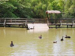 -溱湖国家湿地公园