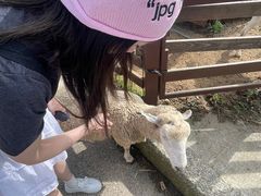 -神户市立六甲山牧场