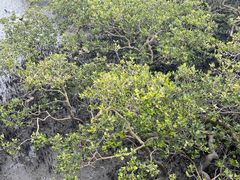 -北海金海湾红树林生态旅游区