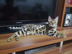 -猫大福·Fortune Cat猫舍(百子湾店)
