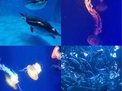 -海合安成都极地海洋公园