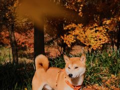 -花开海上生态园