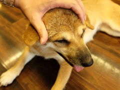 -豆柴町-柴犬主题狗咖(红鼎国际C座店)