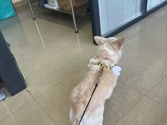 -瑞派天使宠物医院·神经外科·骨科·核磁CT(洛川中路店)