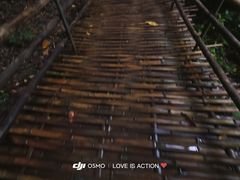 -西双版纳原始森林公园