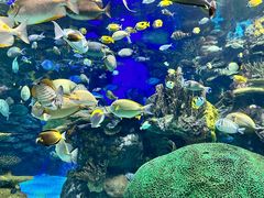 -瑞普利水族馆