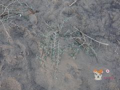 -敦煌雅丹国家地质公园