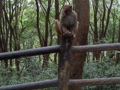 -苏州上方山国家森林公园