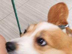 -纳吉亚猫专科动物医院(康都外科中心)