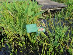 -泗洪洪泽湖湿地景区