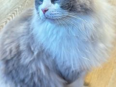 -MOCHA明星猫咖(田子坊店)