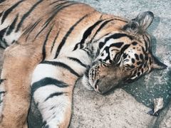 -杭州野生动物世界