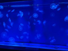-大连圣亚海洋世界