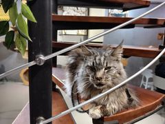 -豆逗聊愈猫阁Easy Life