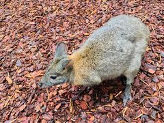 -费瑟代尔野生动物园