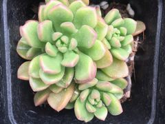 -荷兰花海