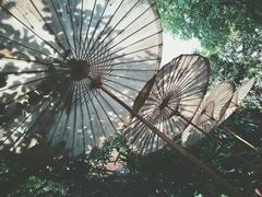 -Fern Forest Cafe
