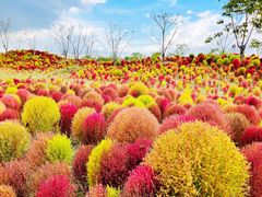 -花开海上生态园
