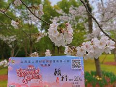 -顾村公园