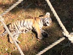 -西霞口神雕山野生动物世界