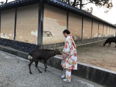 -枫雅和服体验(奈良店)