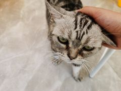 -猫力发电所·宠物专门店