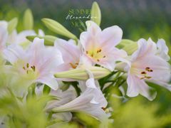 -上海植物园·停车场