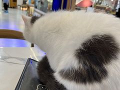 -喵园·猫主题咖啡厅·撸猫·猫咖(国贸店)