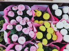 -秦美花卉(天朗·莱茵小城2期店)