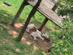 -西霞口神雕山野生动物世界