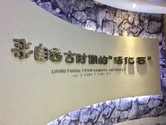 -中国扬子鳄村