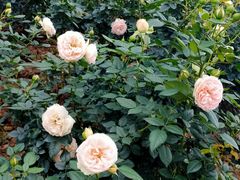 -人民公园(罗湖区)