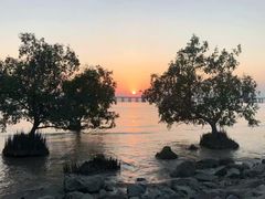 -宝安西湾红树林湿地公园