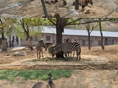 -石家庄市动物园