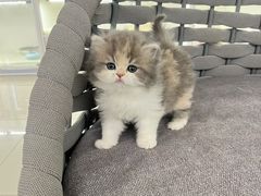 -lincat·猫舍(广州店)