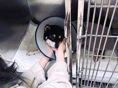 -芭比堂动物医院·犬猫全科·异宠专科(雁塔分院)