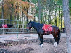 -上海海湾国家森林公园