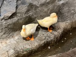 -Zoolung Zoolung动物主题公园(海信广场店)