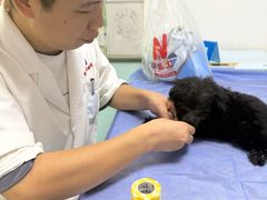-特一安24小时宠物医院·骨科·中兽医