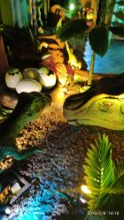 -恐龙探索乐园(磁器口店)