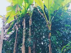 -剑河仰阿莎温泉小镇