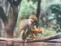 -广州长隆野生动物世界