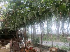 -马陆小张葡萄园农家乐