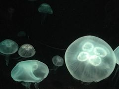 -悉尼海洋生物水族馆