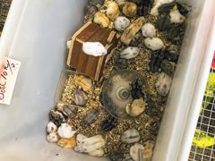 -溪岸路花鸟市场