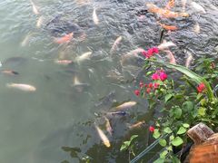 -金花茶公园
